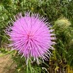 Cirsium discolor Fleur