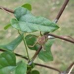 Cocculus carolinus Blad