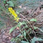 Solidago virgaureaVirág