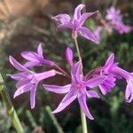 Tulbaghia violaceaFlower