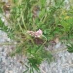 Onobrychis viciifolia Kvet