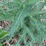 Achillea millefoliumLeaf