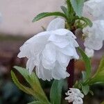 Prunus glandulosa Floare
