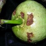 Garcinia dulcis Fruto