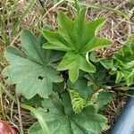 Alchemilla xanthochloraLeaf