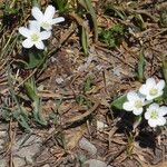 Claytonia lanceolata Blomma