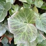 Hedera helix Leaf