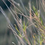 Brachypodium retusum Hostoa