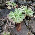 Aeonium appendiculatum برگ