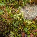 Diphasiastrum alpinum Fula