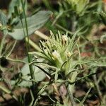 Castilleja nana Hábito