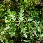 Phacelia tanacetifolia Leaf