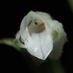 Platylepis grandiflora 花
