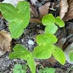 Hepatica nobilis Leaf