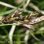 Carex frigida Mbuma