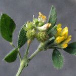 Medicago italica Egyéb