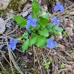 Viola sororiaFlower