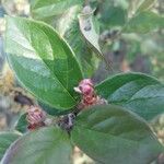 Cotoneaster integerrimus Mosusu