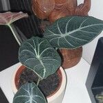 Alocasia reginula Blad