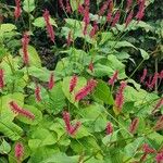 Persicaria orientalis Цветок