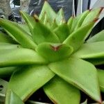 Echeveria agavoides Feuille