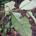 Vismia ramuliflora Blatt