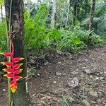 Heliconia rostrataFloare