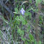 Scutellaria drummondii Yeri