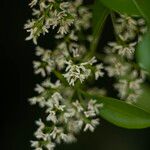 Chionanthus ramiflorus Žiedas