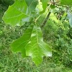 Quercus marilandica Leaf