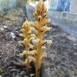 Orobanche caryophyllacea Habit