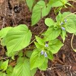 Jacquemontia tamnifolia Blüte