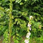 Verbascum chaixiiFlower