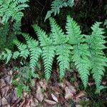 Dryopteris aemula Folio