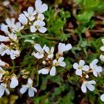 Cardamine resedifolia Žiedas