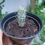 Euphorbia mammillaris ᱥᱟᱠᱟᱢ