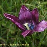 Tulipa platystigma Цвят