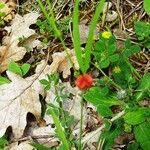 Lathyrus sphaericus Habit