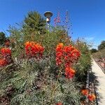 Caesalpinia pulcherrima Egyéb