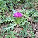 Cirsium acaule Habit