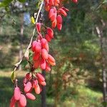 Berberis vulgaris Φρούτο