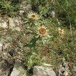 Carlina vulgaris आदत