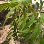 Carya illinoinensis Leaf