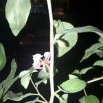 Clarkia unguiculata പുഷ്പം