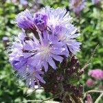 Cicerbita alpina Flower