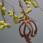 Xylopia katangensis Fruto