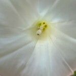 Operculina pinnatifida 花