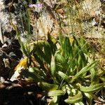 Lewisia congdonii Hábito