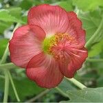 Abutilon menziesii Flor