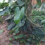 Philodendron burle-marxii موطن